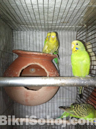 দুই জোড়া বাজরিগার পাখি |2 adult pairs of budgerigar